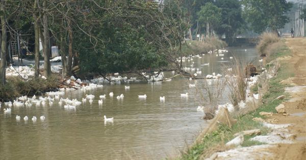 Hà Nội tiêu hủy gần 7.000 con gia cầm nhiễm cúm A H5N6