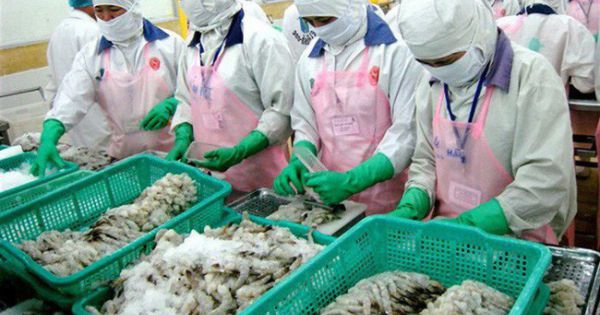 Tôm Việt 'nằm chờ' Trung Quốc