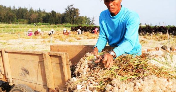 Chủ tài khoản Facebook Lương Hoàng Anh bị mời làm việc vì tin đồn về tỏi Lý Sơn