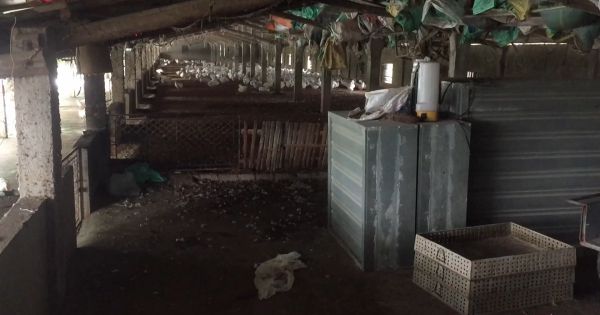 Nghệ An: Tập trung phòng, chống dịch cúm gia cầm A/H5N6