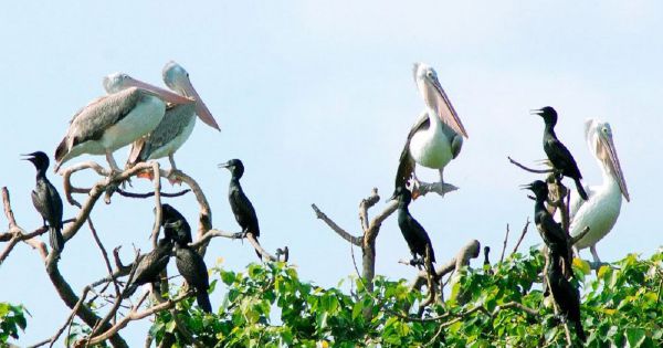 Vườn chim Bạc Liêu nguy cơ cháy rừng ở cấp cực kỳ nguy hiểm