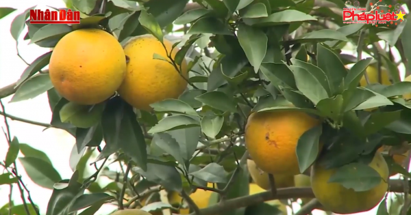 Hà Giang: Cam sành rụng hàng loạt