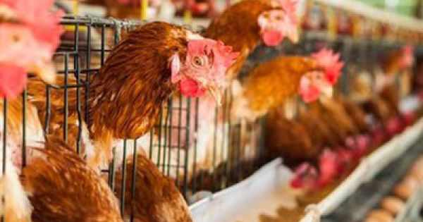 Tiêu hủy hơn 55.000 con gia cầm vì cúm A/H5N6 và cúm A/H5N1