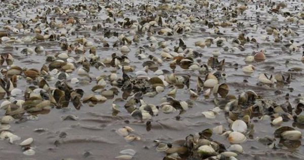 Hà Tĩnh: Hàng chục tấn ngao bị chết