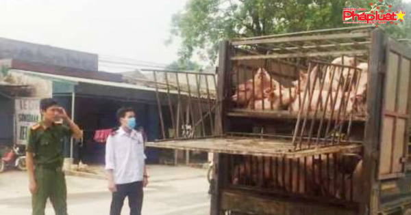 Mang động vật từ vùng dịch vào Việt Nam bị phạt 30 triệu đồng