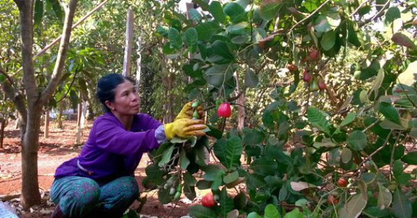 Người trồng điều với nỗi lo rớt giá