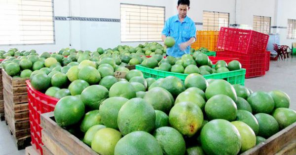Giá bưởi da xanh giảm mạnh, khó tiêu thụ