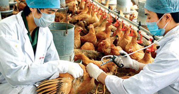 Tập trung phòng chống dịch cúm gia cầm