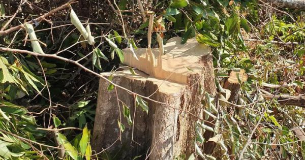 Đắk Lắk: Khởi tố vụ án hủy hoại rừng tại lâm phần của công ty Chư Phả