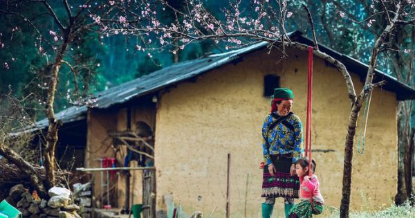 Hoa đào nở trên cao nguyên đá