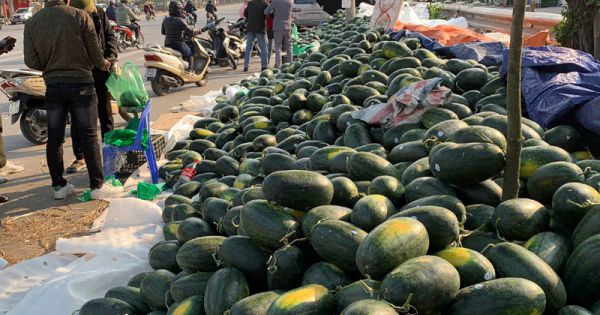 Hơn 1.200 ha dưa hấu vùng Nam Trung Bộ không tiêu thụ được