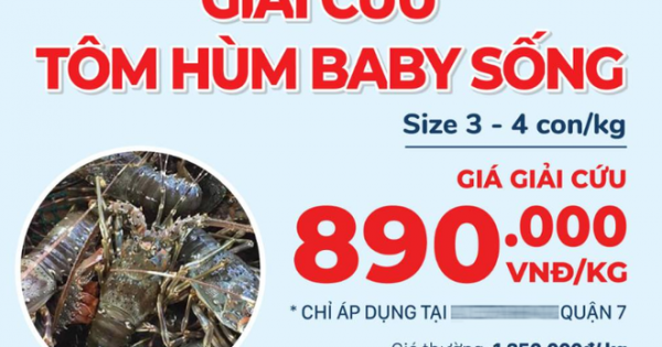 Tôm hùm đổ bộ chợ dân sinh ở Hà Nội, giá rẻ chưa từng có