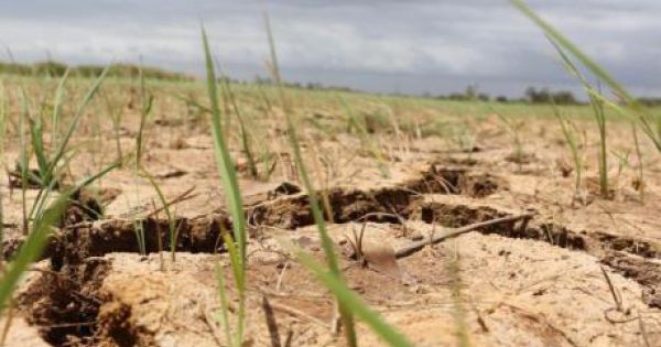 Long An hỗ trợ khu vực Đồng Tháp Mười cứu 15.000 ha dứa khỏi hạn mặn