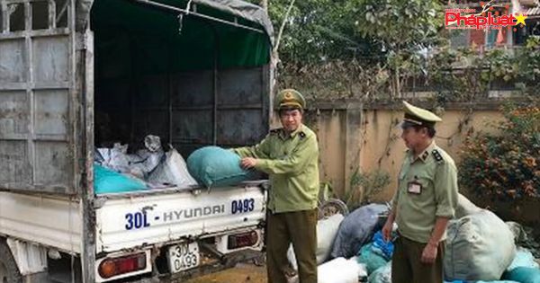 Tiêu hủy 1,4 tấn lợn thịt không rõ nguồn gốc