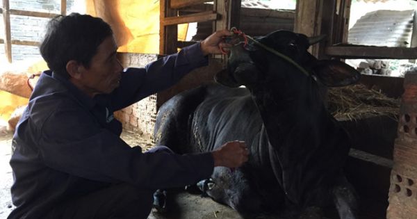 Khống chế dịch lở mồm long móng ở Quảng Ngãi