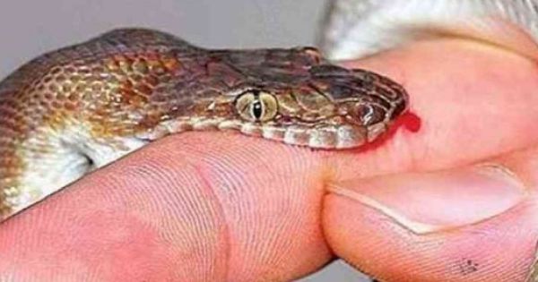 Phát hiện mới: Nọc rắn có thể trị ung thư vú và ung thư đại trực tràng