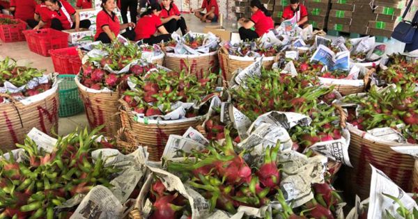 Thanh long đi đường sắt qua Trung Quốc: Thành công bất ngờ