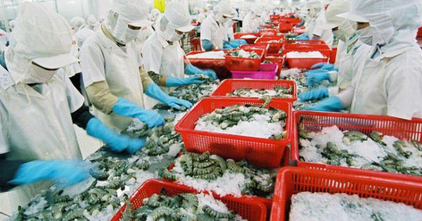 Thuế xuất khẩu tôm sang EU sẽ giảm mạnh