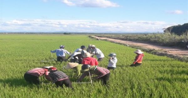 Quy trình canh tác giống lúa mới thích ứng biến đổi khí hậu