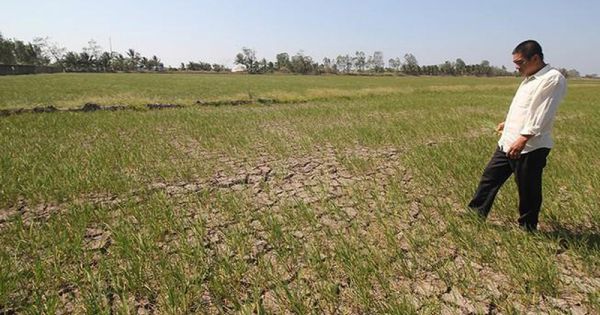 Từ 7 - 15/3, ĐBSCL có thể bị xâm nhập mặn cao nhất từ đầu mùa khô