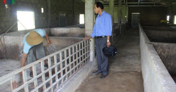 Dịch tả lợn châu Phi kéo dài, Quảng Trị tìm hướng khôi phục chăn nuôi
