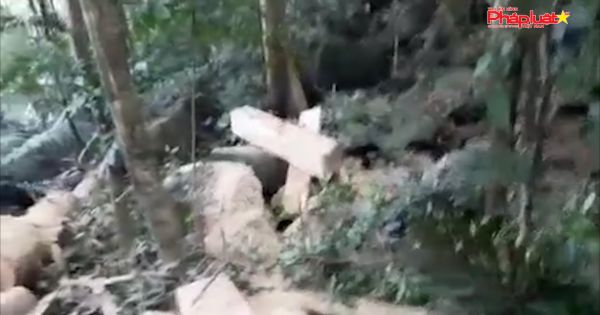 Gia Lai: Lâm tặc xẻ gỗ ngay trong rừng phòng hộ đầu nguồn