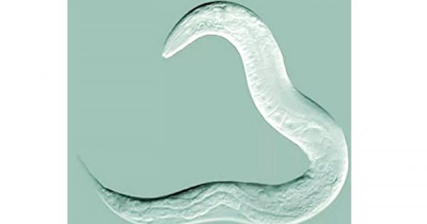 Giun phát hiện ung thư