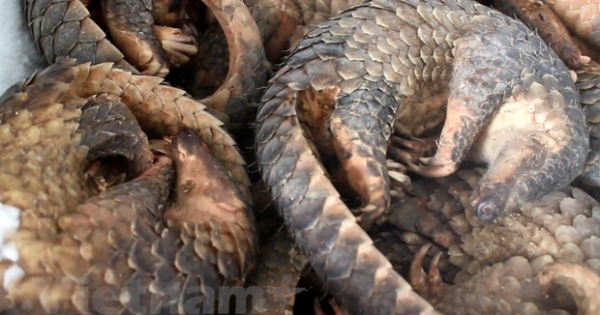 Khẩn trương soạn thảo Chỉ thị cấm mua bán, tiêu thụ động vật hoang dã