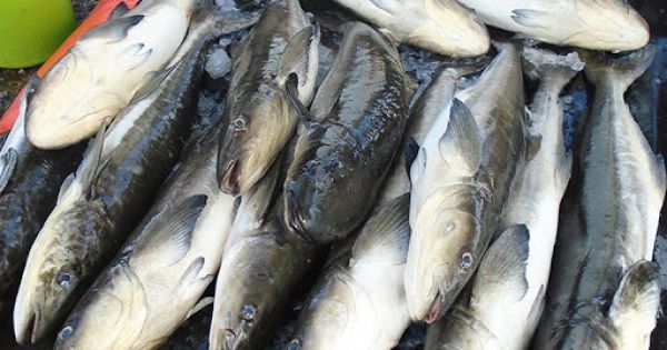 Nông dân Cần Giờ thoát nghèo nhờ nuôi cá bớp