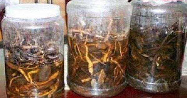 Uống rượu ngâm rễ cây rừng, 2 người ở Bắc Kạn tử vong