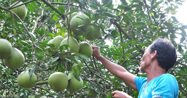 Trồng bưởi hữu cơ hiệu quả kinh tế cao