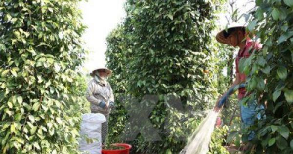 Giá hồ tiêu Phú Quốc giảm sâu, nhiều nông dân bỏ nghề