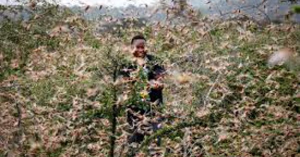 Dùng máy bay phun thuốc tiêu diệt dịch châu chấu tràn vào Việt Nam