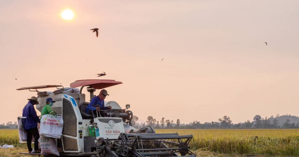 Nông dân miền Tây vào mùa gặt