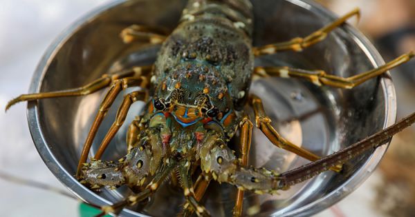 Tôm hùm Việt xuất sang Thái Lan giá siêu rẻ