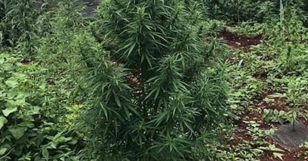 Bắt đối tượng trồng, chế biến cần sa tại Lâm Đồng