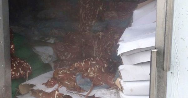 Hải Dương: Phát hiện kho chứa 50 tấn nội tạng động vật không rõ nguồn gốc