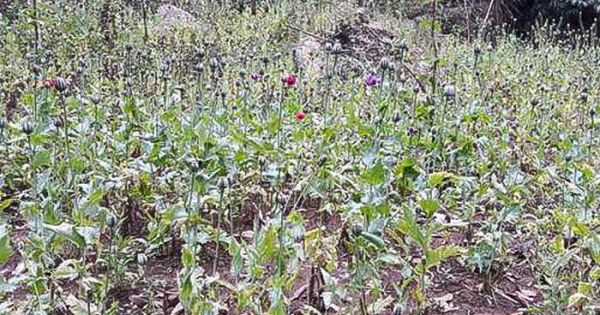 Phá nhổ gần 500 cây thuốc phiện tại huyện Nậm Pồ, Điện Biên