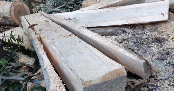 Khởi tố vụ phá rừng phòng hộ đầu nguồn Gia Lai