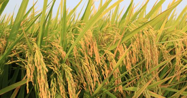 Đảm bảo an ninh lương thực trong mọi tình huống thiên tai