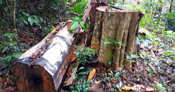 Gia Lai: Khởi tố 5 đối tượng khai thác gỗ trái phép