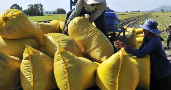 Sản xuất lúa năm 2020 ở ĐBSCL: Nỗ lực đạt thắng lợi