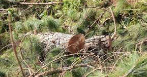 Bắt nhóm đối tượng phá rừng tại thành phố Đà Lạt