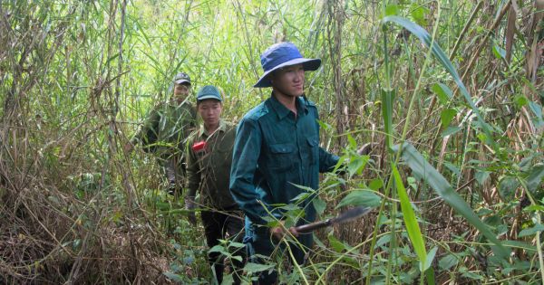 Báo cháy cấp cao nhất toàn lâm phần rừng tràm Cà Mau