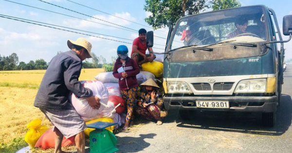 ĐBSCL vượt qua hạn mặn, tiếp tục sản xuất lúa gạo dồi dào