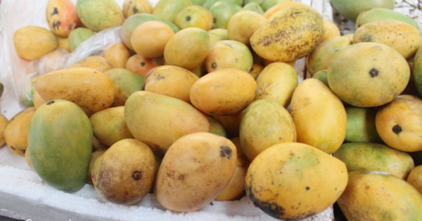 Không tiêu thụ được vì Covid-19, xoài “đổ bộ” TP.HCM chờ... giải cứu