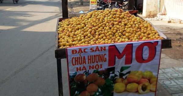 Trái cây miền Bắc giảm giá mạnh khi vào Nam