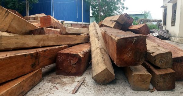 Vụ chủ tịch xã bắt gỗ lậu... biếu cán bộ: Yêu cầu khởi tố