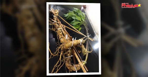 Củ sâm Ngọc Linh khổng lồ trên 80 tuổi tìm chủ nhân