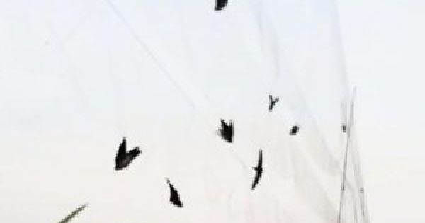 Hiệp hội Yến sào làm việc các tỉnh có đàn yến bị giăng bẫy